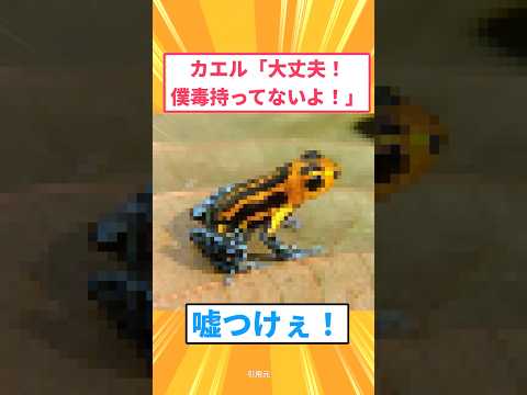 【衝撃】カエル「大丈夫!僕毒持ってないよ!」嘘つけぇ!