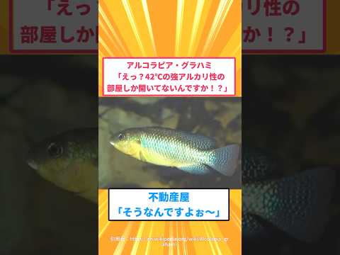 【動画】アルコラピア・グラハミ「えっ?42℃の強アルカリ性の部屋しか開いてないんですか!?」