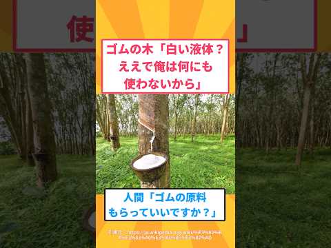 ゴムの木さん、白い樹液を人類に使われまくってしまうwww