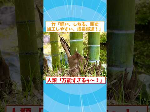 竹とかいう万能素材、便利さの裏で管理まで難しい模様