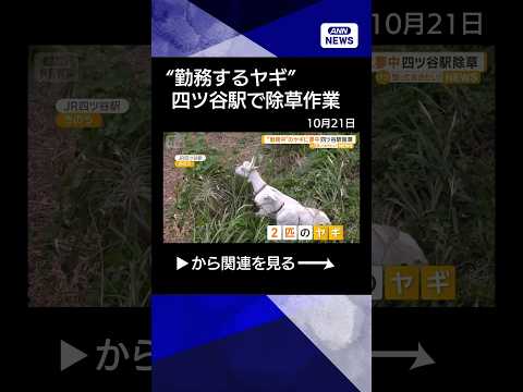【朗報】四ツ谷駅にヤギさん出勤、草刈り任務が牧歌的すぎるｗｗｗ